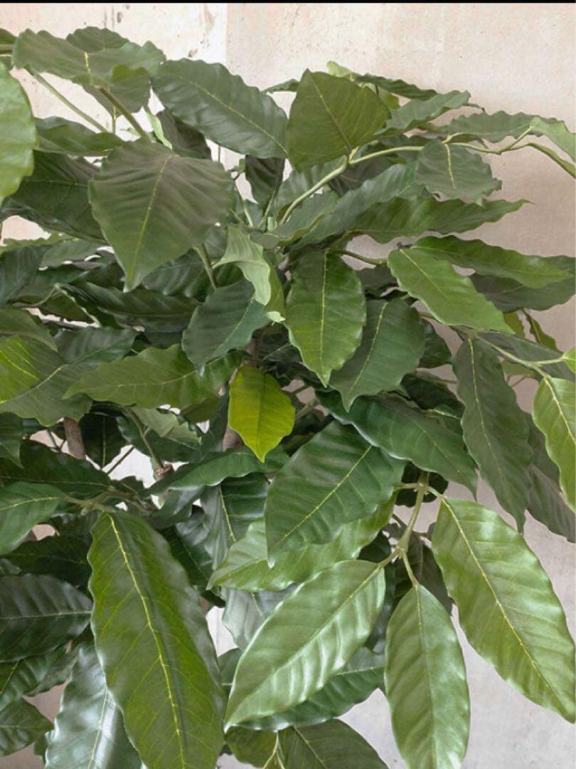 光触媒　人工観葉植物　ウォールグリーン　フェイクグリーン　コーヒーの木g@'t