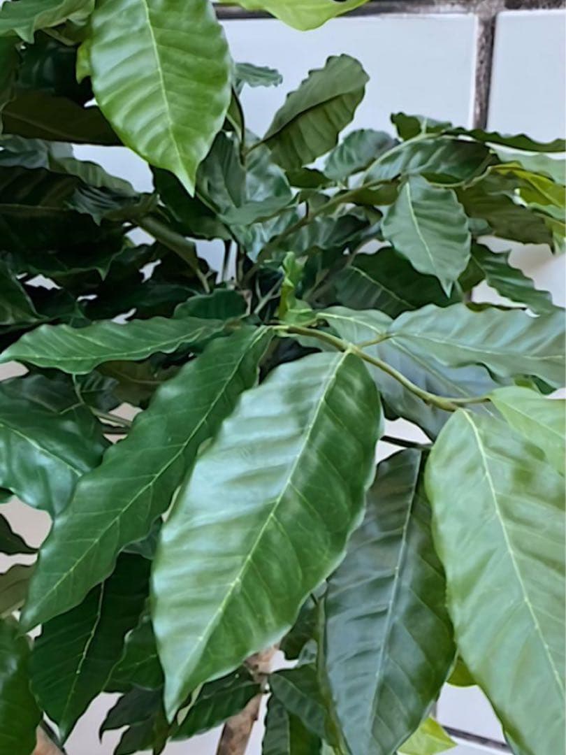 光触媒　人工観葉植物　ウォールグリーン　フェイクグリーン　コーヒーの木g@'t