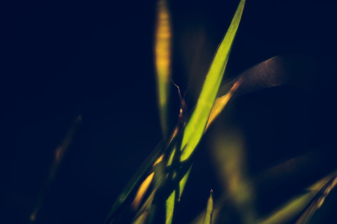 Oreston 50mm f1.8 前期型 M42 おすすめクセ玉オールドレンズ