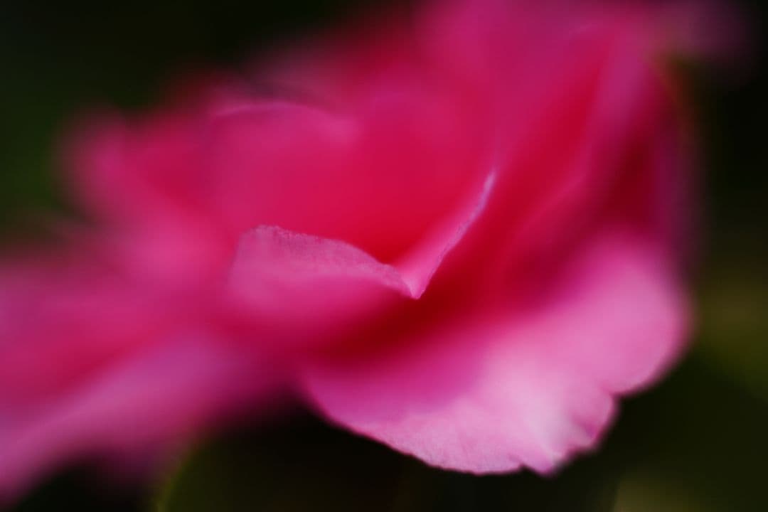 Oreston 50mm f1.8 前期型 M42 おすすめクセ玉オールドレンズ