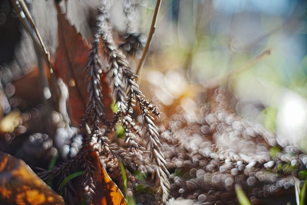 Oreston 50mm f1.8 前期型 M42 おすすめクセ玉オールドレンズ