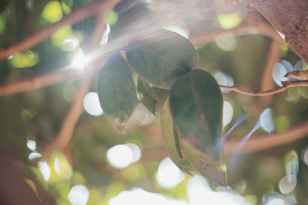 Oreston 50mm f1.8 前期型 M42 おすすめクセ玉オールドレンズ