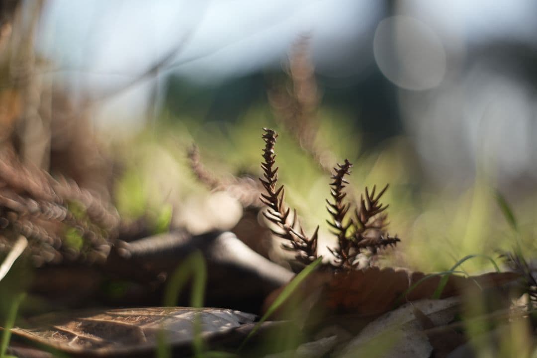 Oreston 50mm f1.8 前期型 M42 おすすめクセ玉オールドレンズ