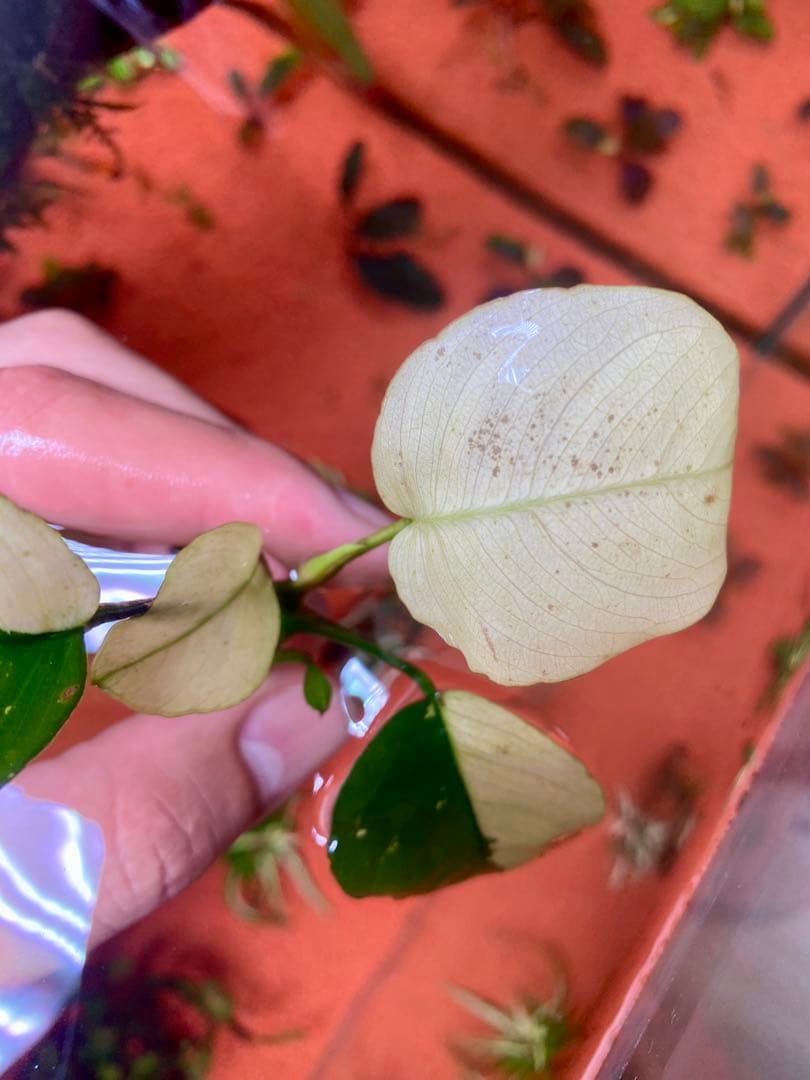 アヌビアスナナ　パンダキング