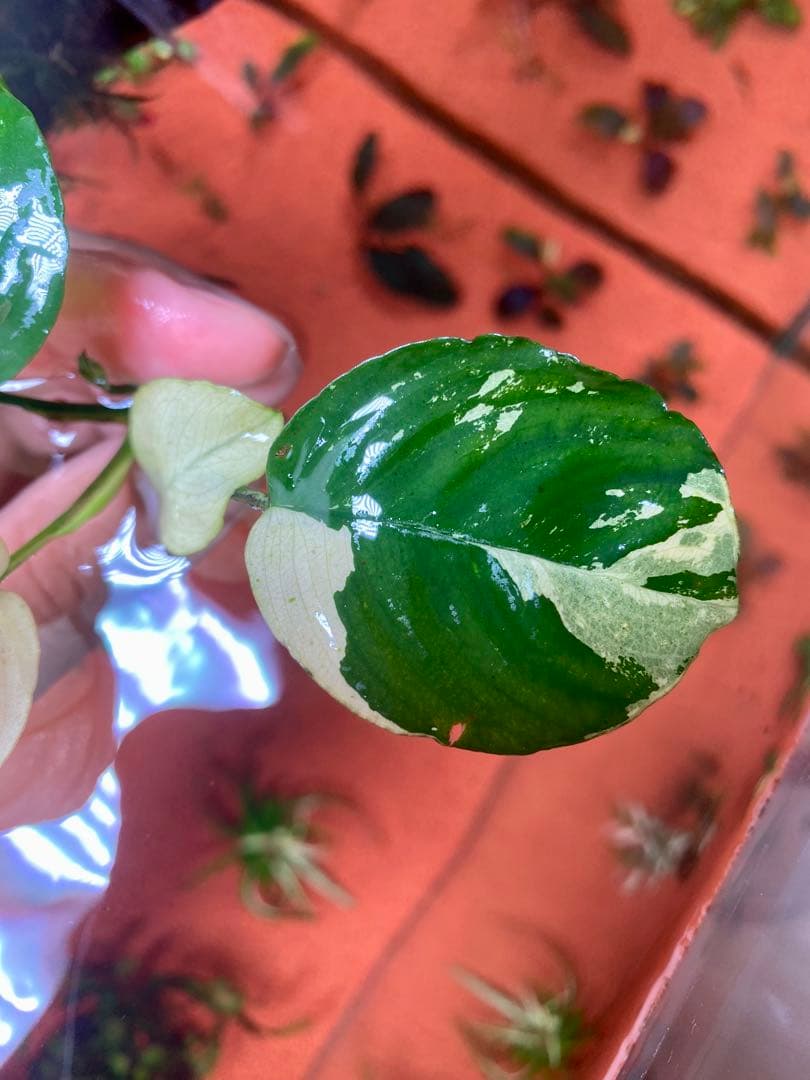 アヌビアスナナ　パンダキング