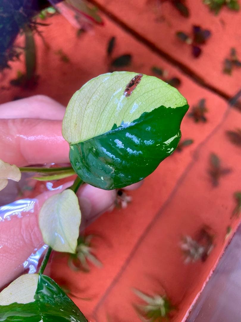 アヌビアスナナ　パンダキング