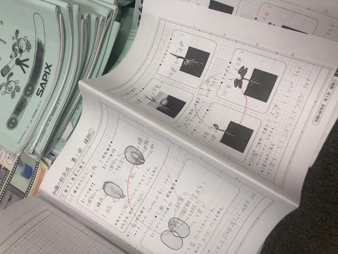 サピックス６年理科　デイリー/夏期集中/春夏/土特 /日特　中古　２０２５年受験