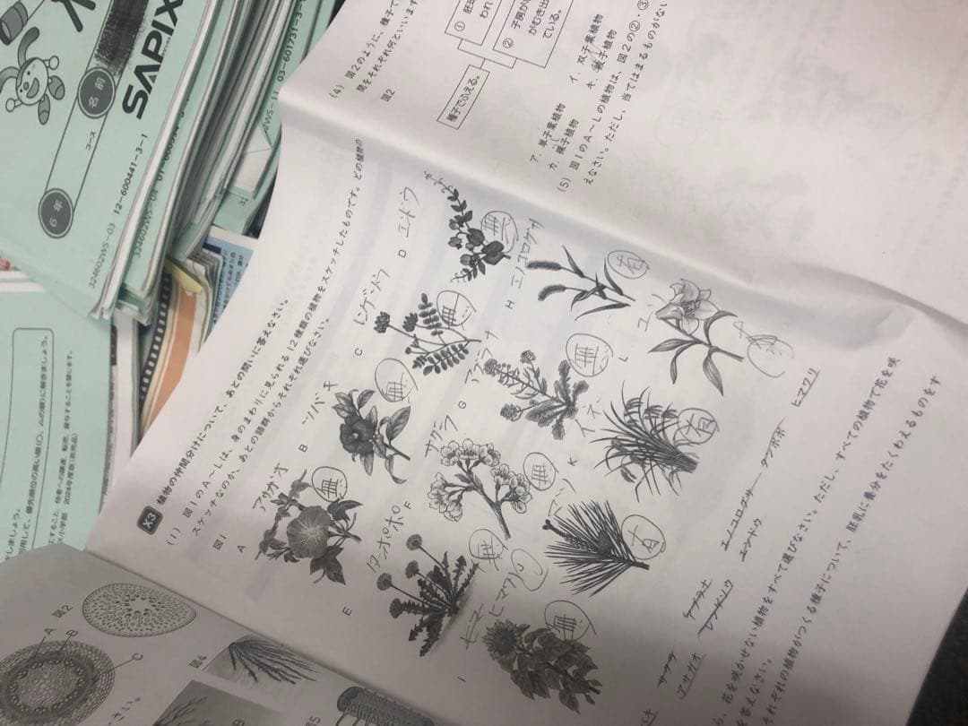 サピックス６年理科　デイリー/夏期集中/春夏/土特 /日特　中古　２０２５年受験