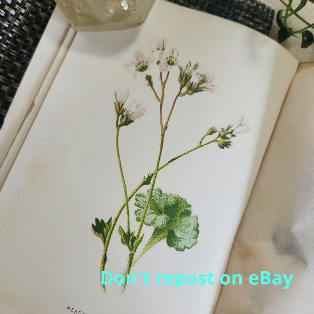 植物図鑑　洋書　ボタニカルアート　アンティーク　リトグラフ　24