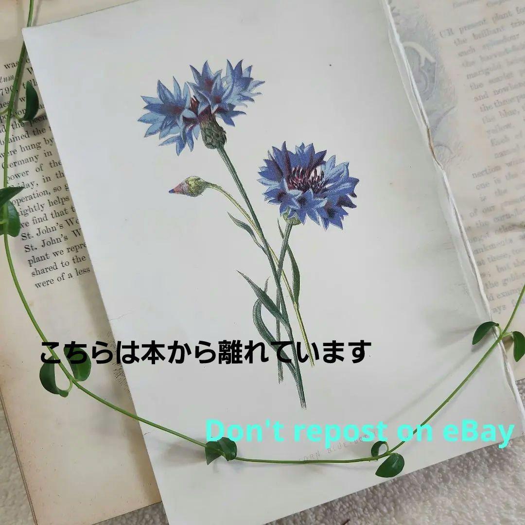 植物図鑑　洋書　ボタニカルアート　アンティーク　リトグラフ　24