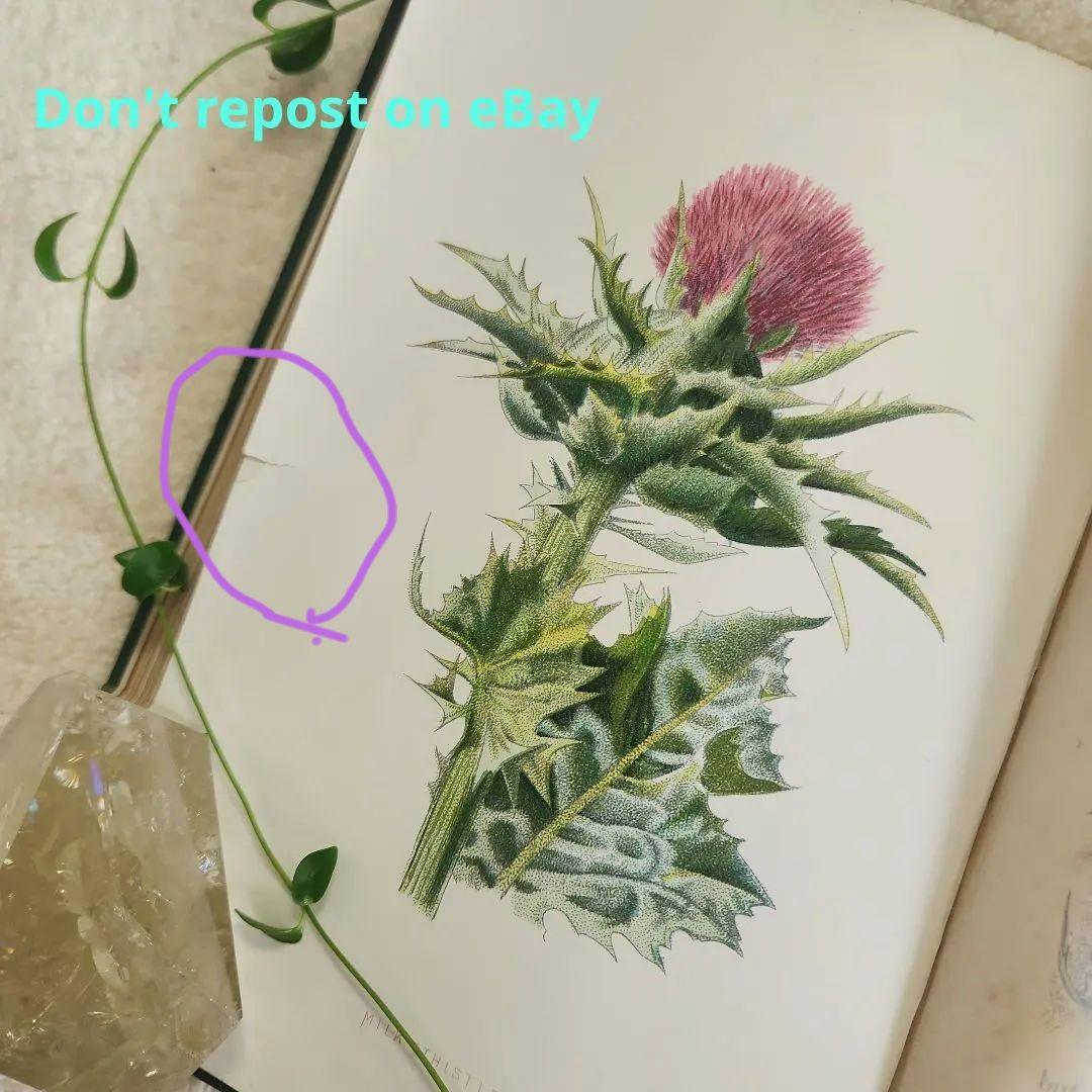 植物図鑑　洋書　ボタニカルアート　アンティーク　リトグラフ　24