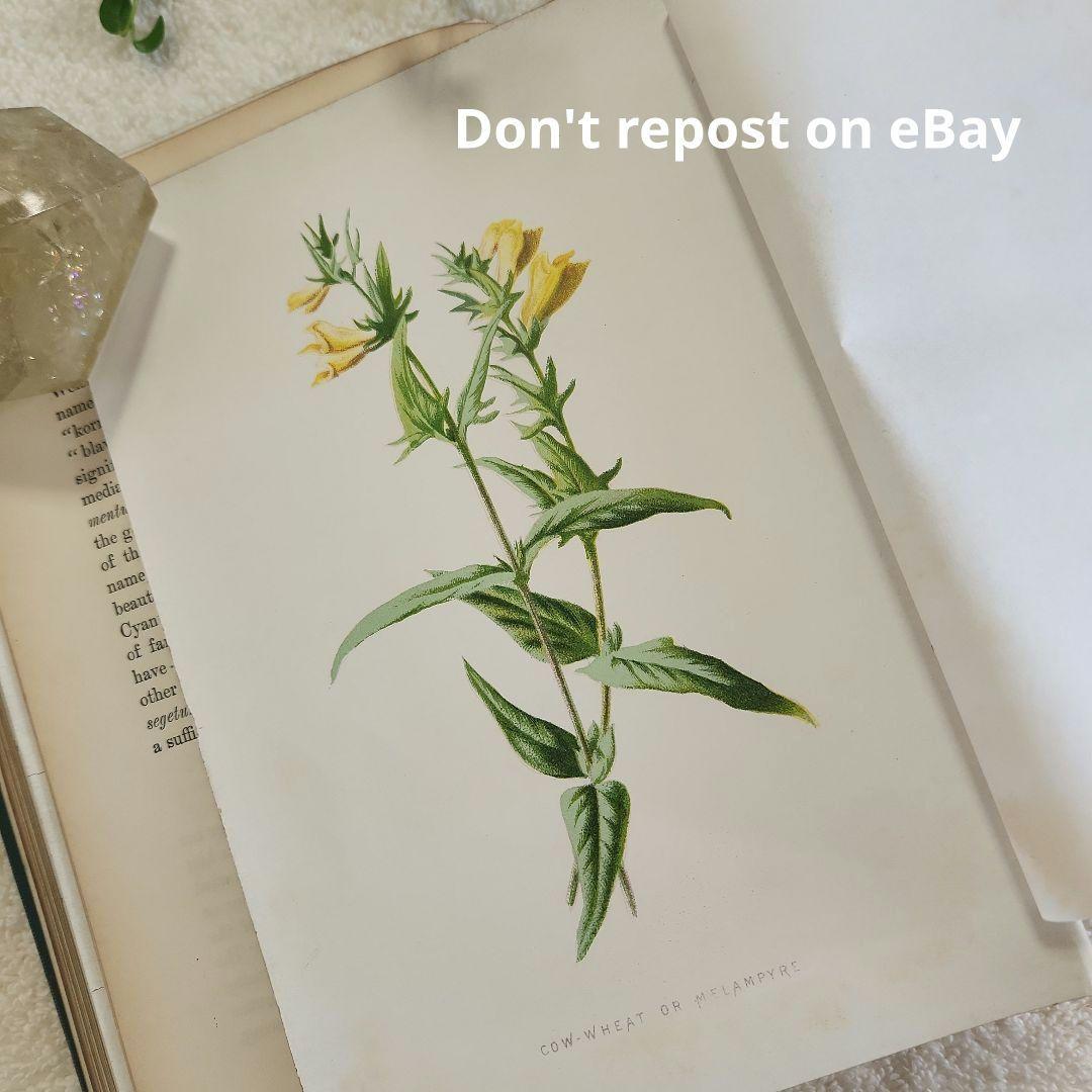 植物図鑑　洋書　ボタニカルアート　アンティーク　リトグラフ　24