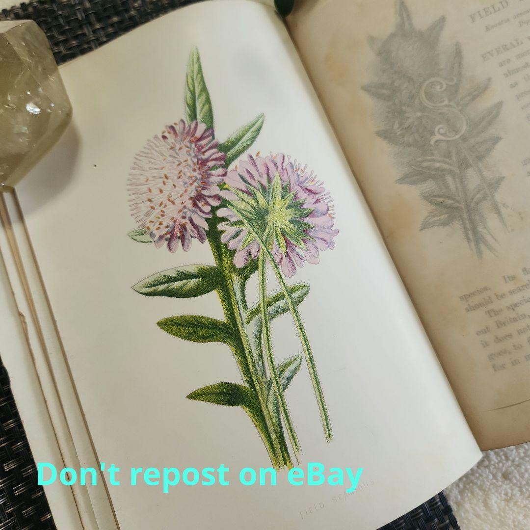 植物図鑑　洋書　ボタニカルアート　アンティーク　リトグラフ　24