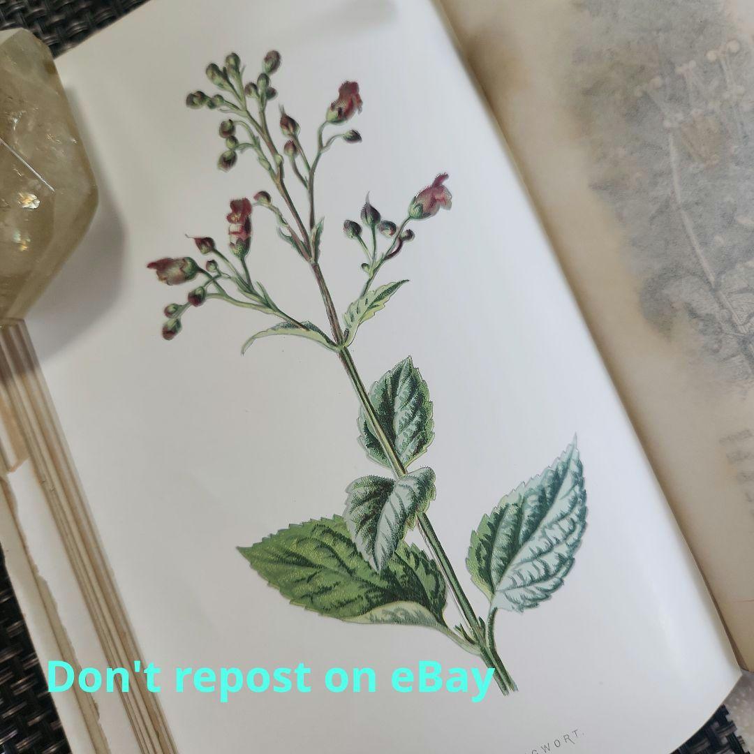 植物図鑑　洋書　ボタニカルアート　アンティーク　リトグラフ　24