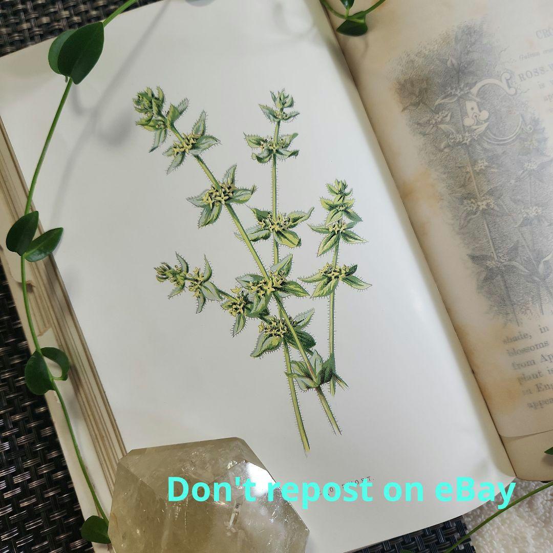 植物図鑑　洋書　ボタニカルアート　アンティーク　リトグラフ　24