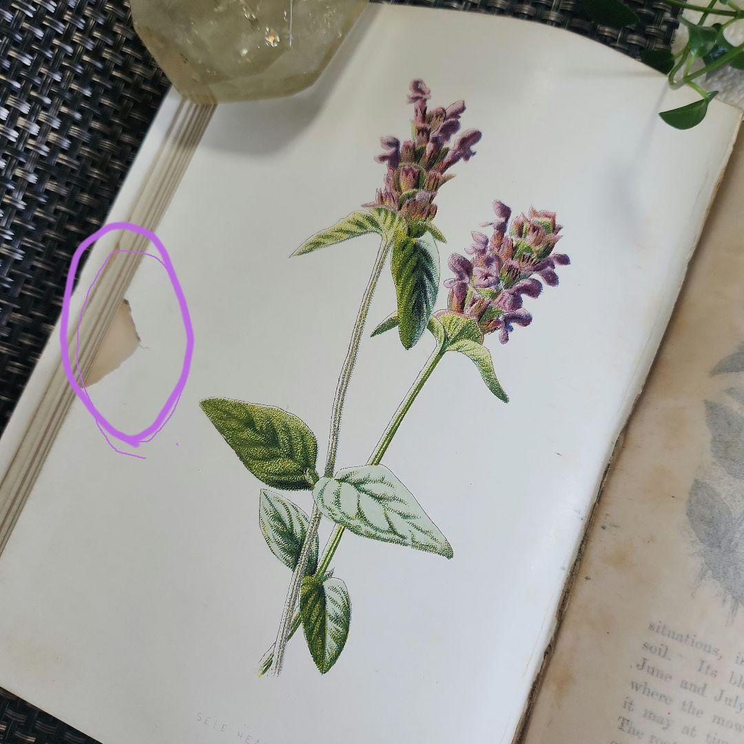 植物図鑑　洋書　ボタニカルアート　アンティーク　リトグラフ　24