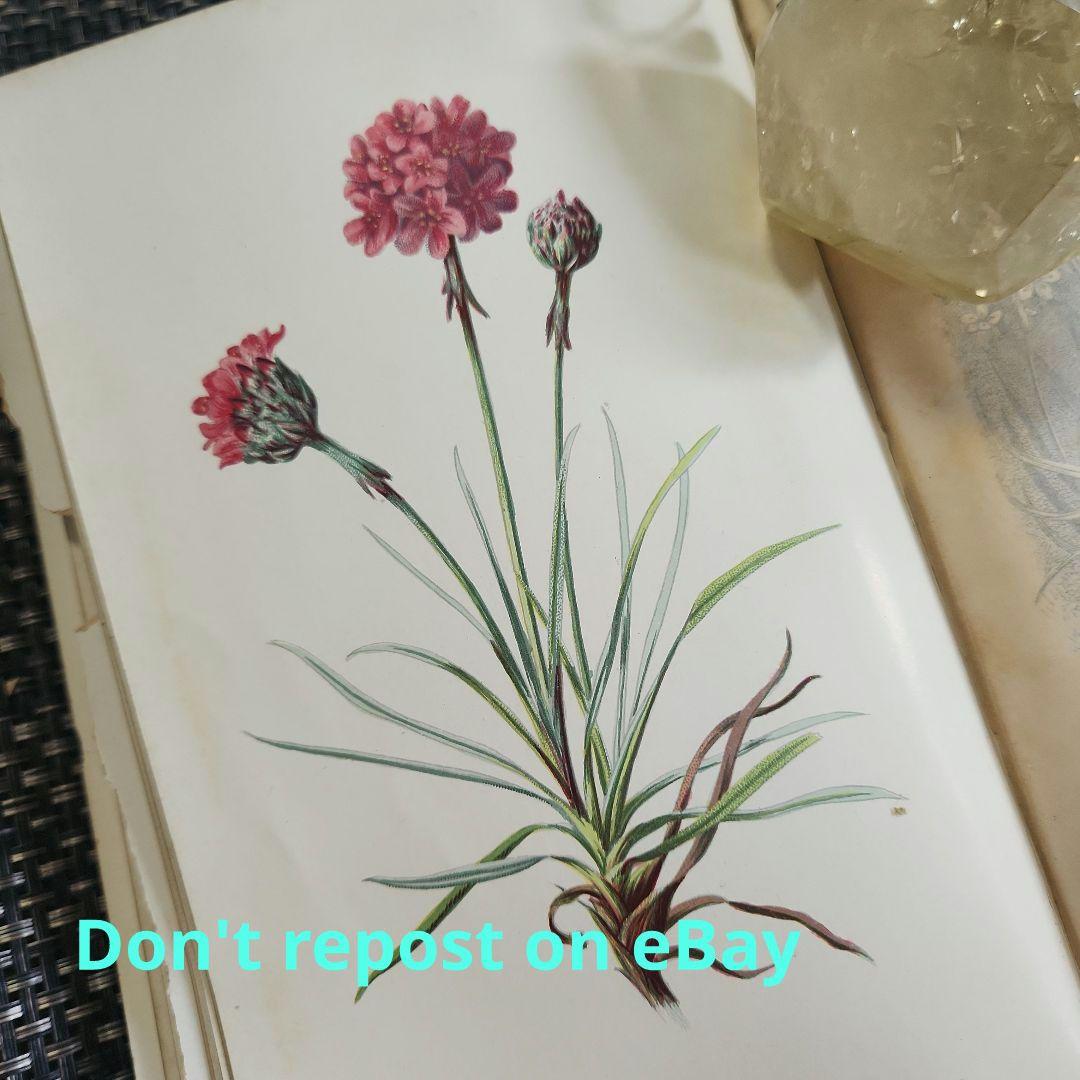 植物図鑑　洋書　ボタニカルアート　アンティーク　リトグラフ　24