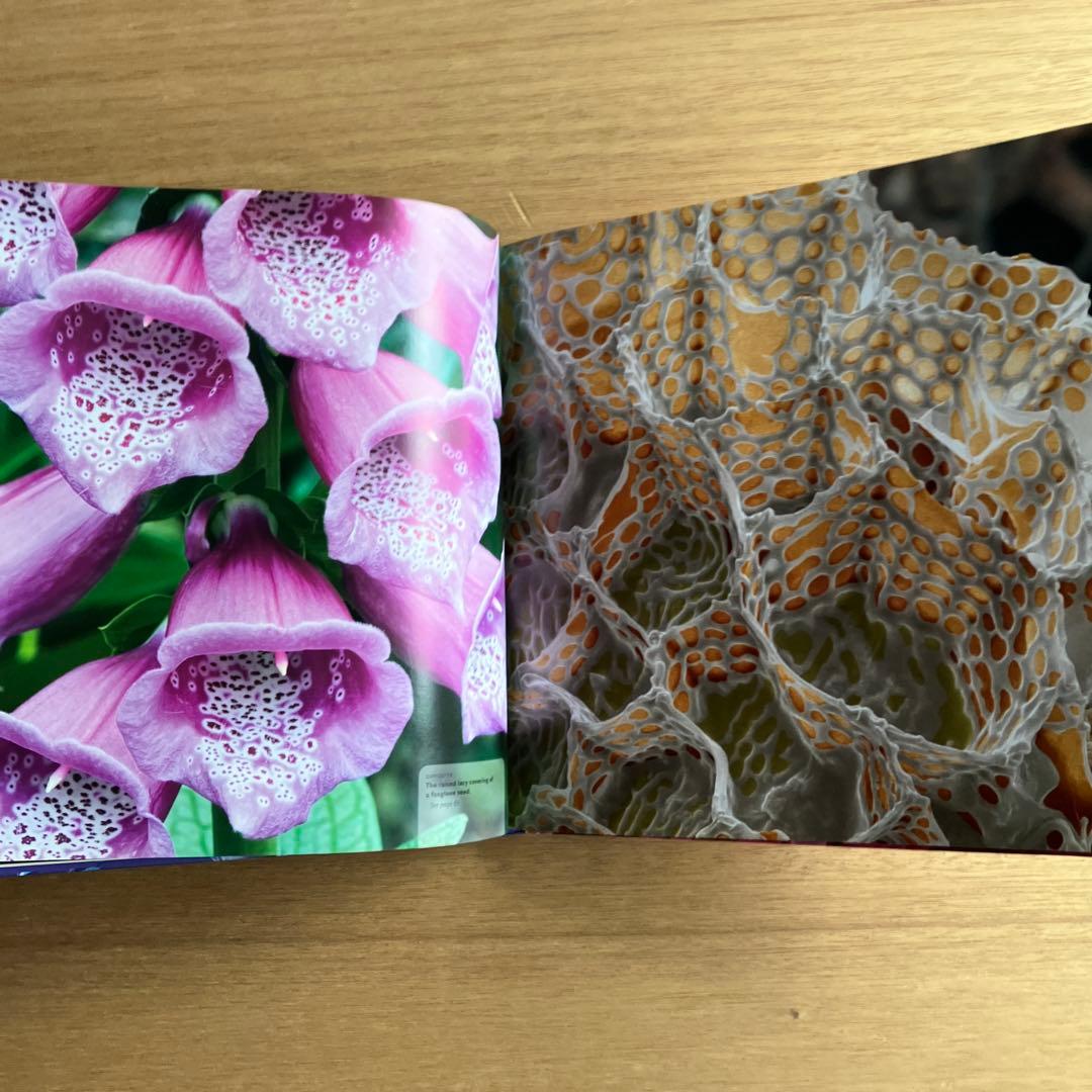 [NANO NATURE]R.ジョーンズ　英コリンズ社電子顕微鏡による驚異の実相