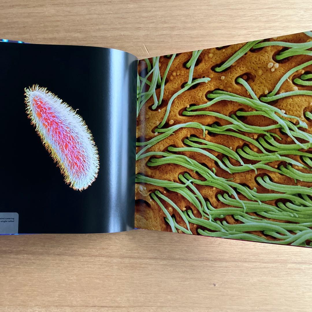 [NANO NATURE]R.ジョーンズ　英コリンズ社電子顕微鏡による驚異の実相