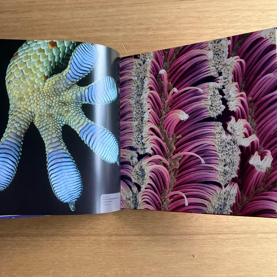 [NANO NATURE]R.ジョーンズ　英コリンズ社電子顕微鏡による驚異の実相