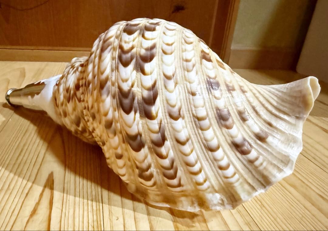 修験道法螺貝　山伏　密教　熊よけ　魔除け❣️ほら貝　ホラガイ