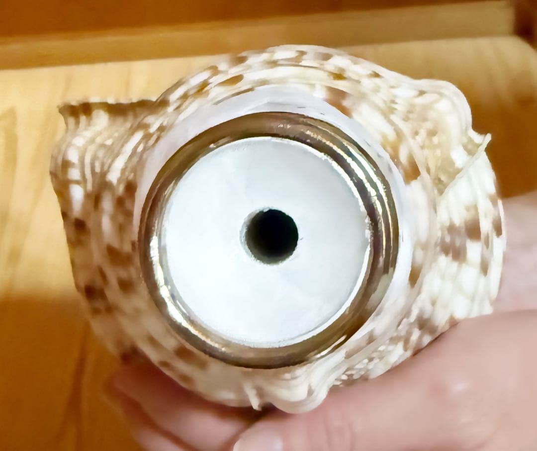 修験道法螺貝　山伏　密教　熊よけ　魔除け❣️ほら貝　ホラガイ