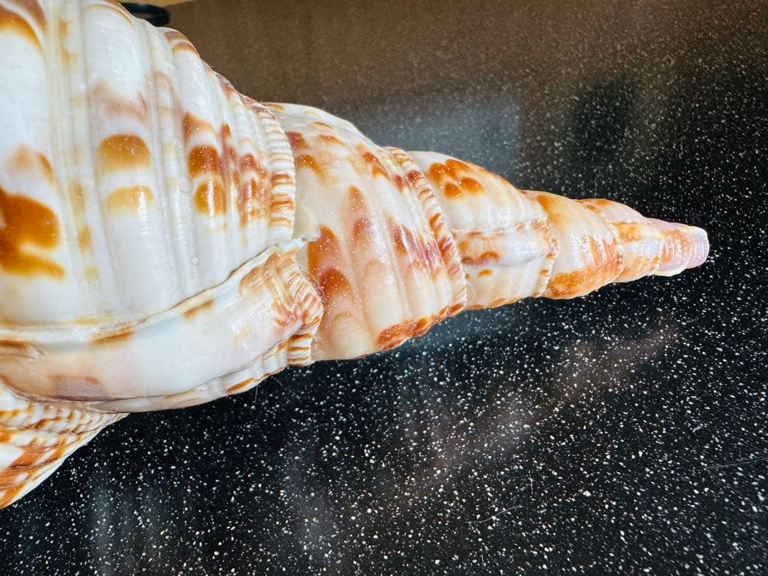 法螺貝 約36cmホラ貝 超特大