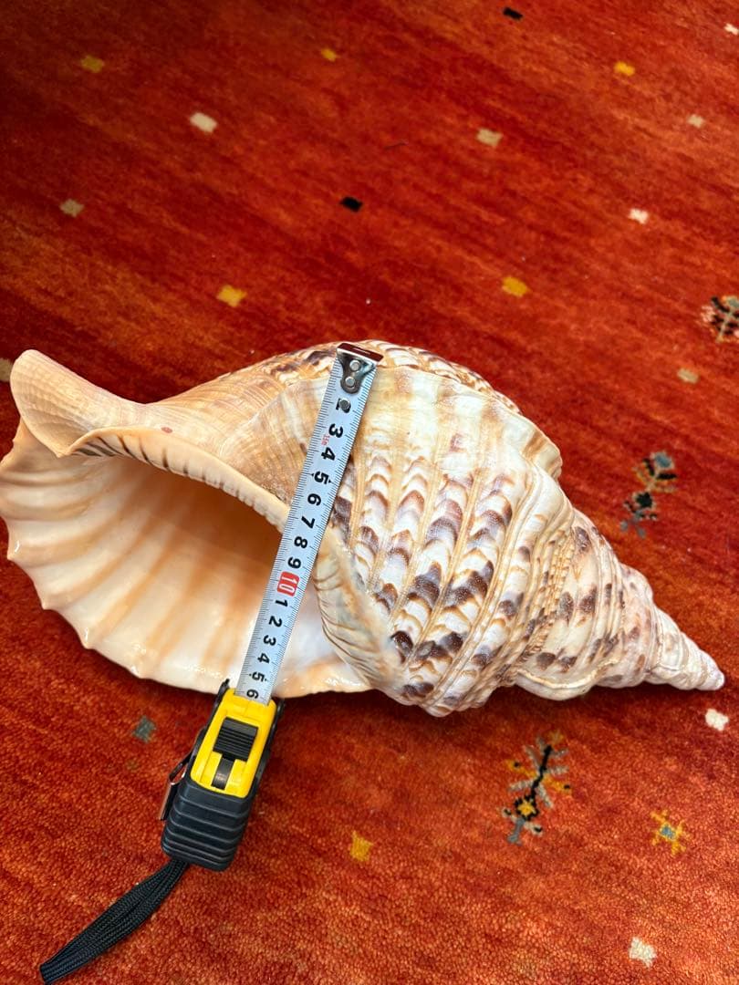 大きな螺旋状の貝殻