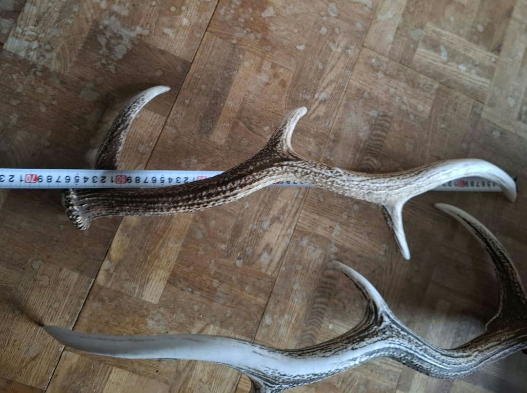 クラフト画面・蝦夷鹿角8本　道東