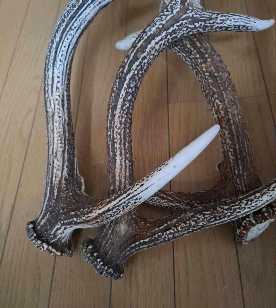 クラフト画面・蝦夷鹿角8本　道東