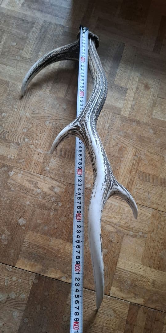 クラフト画面・蝦夷鹿角8本　道東