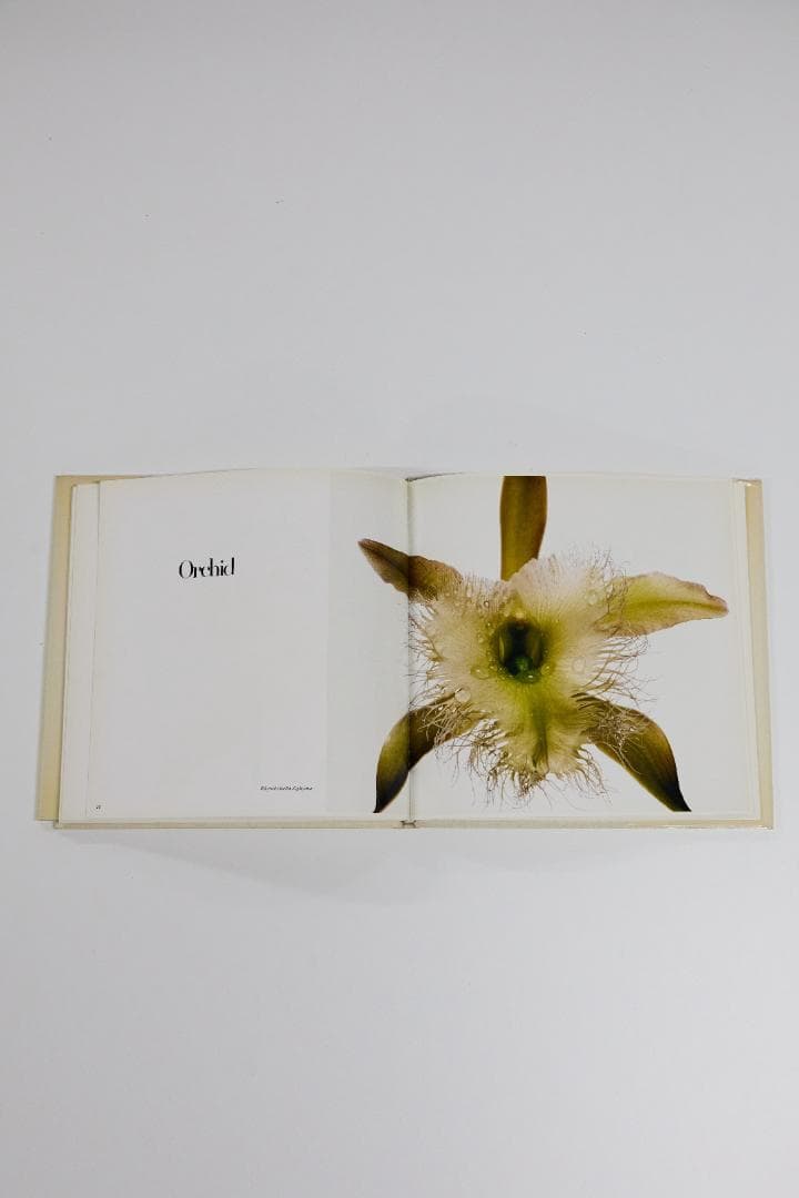 Irving Penn Flowers アーヴィングペン フラワーズ 写真集