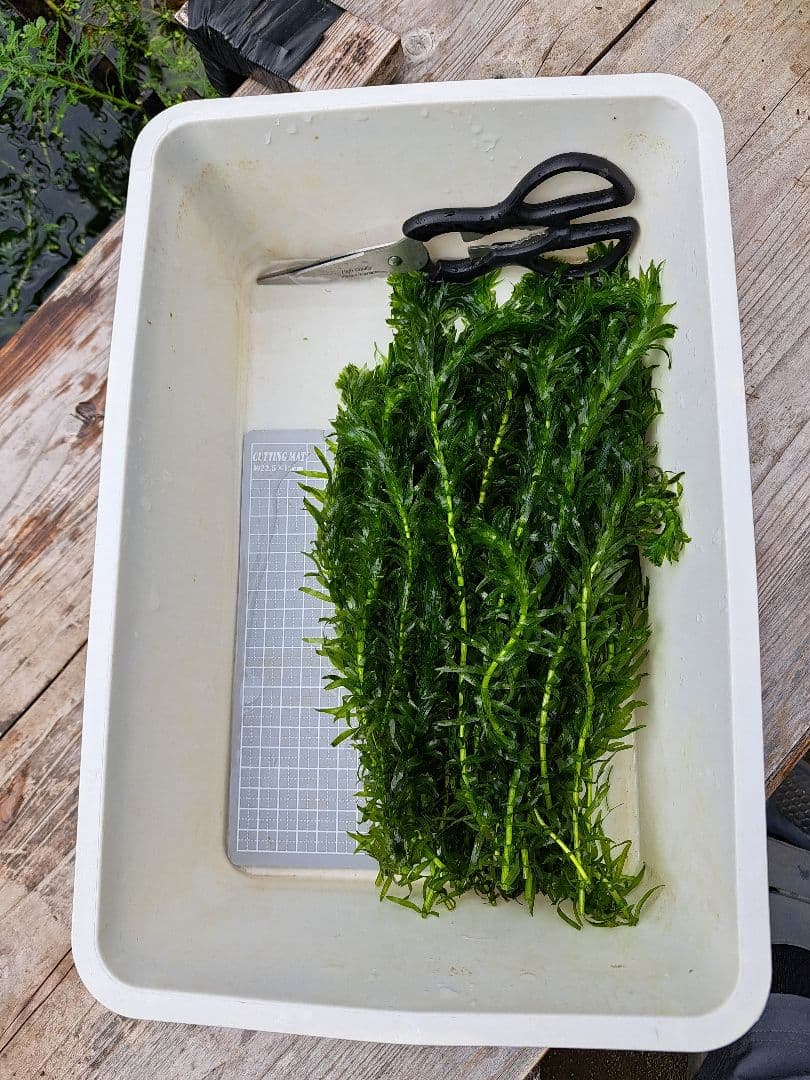 【専用ページ】天然アナカリス、1000本