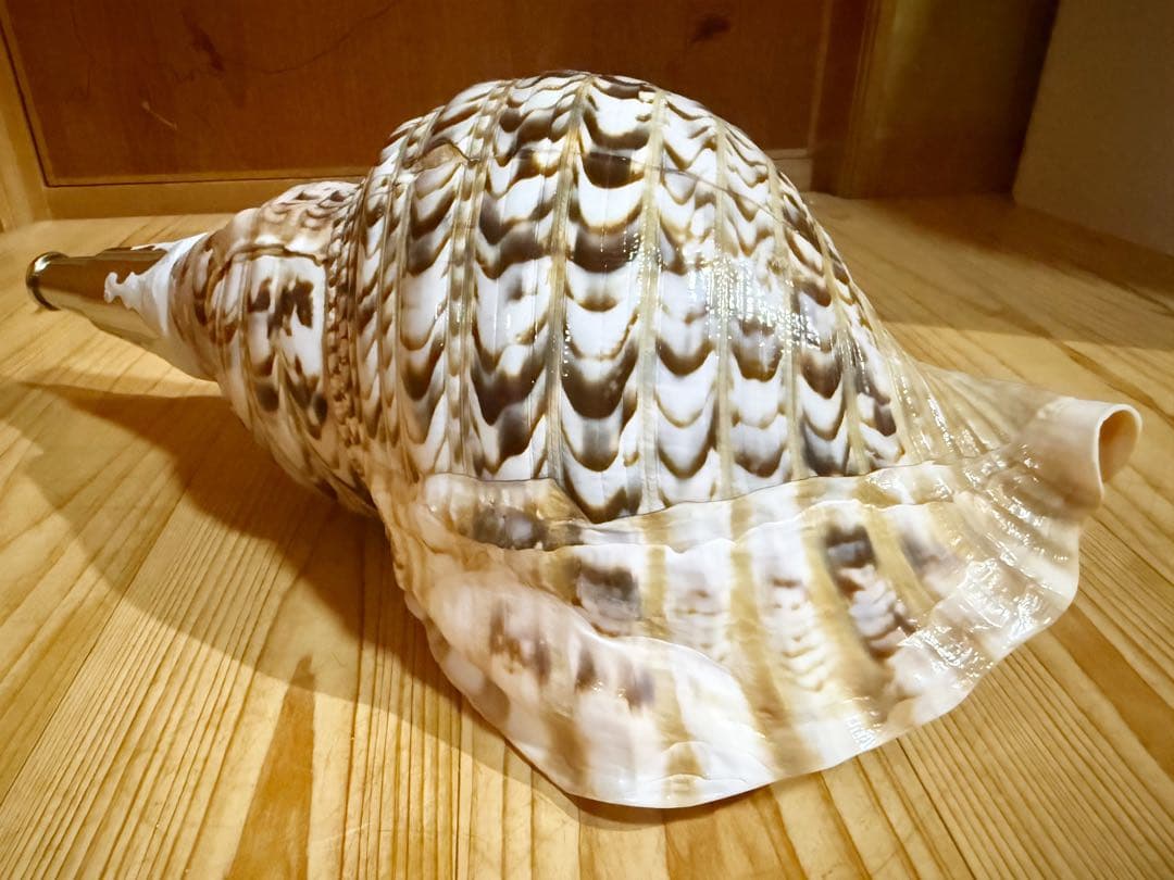 特大40㎝修験道法螺貝　山伏　密教　魔除け　熊よけ❣️ホラガイ