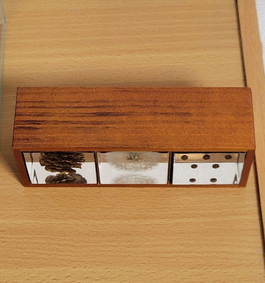 ウサギノネドコ　標本　コシダカウニ　ホオズキ　タンポポ　カラマツ　フウセンカズラ