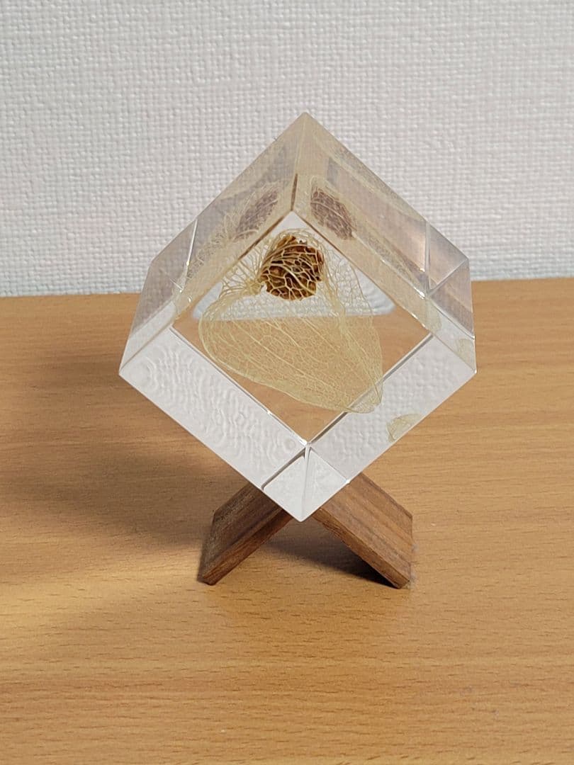 ウサギノネドコ　標本　コシダカウニ　ホオズキ　タンポポ　カラマツ　フウセンカズラ