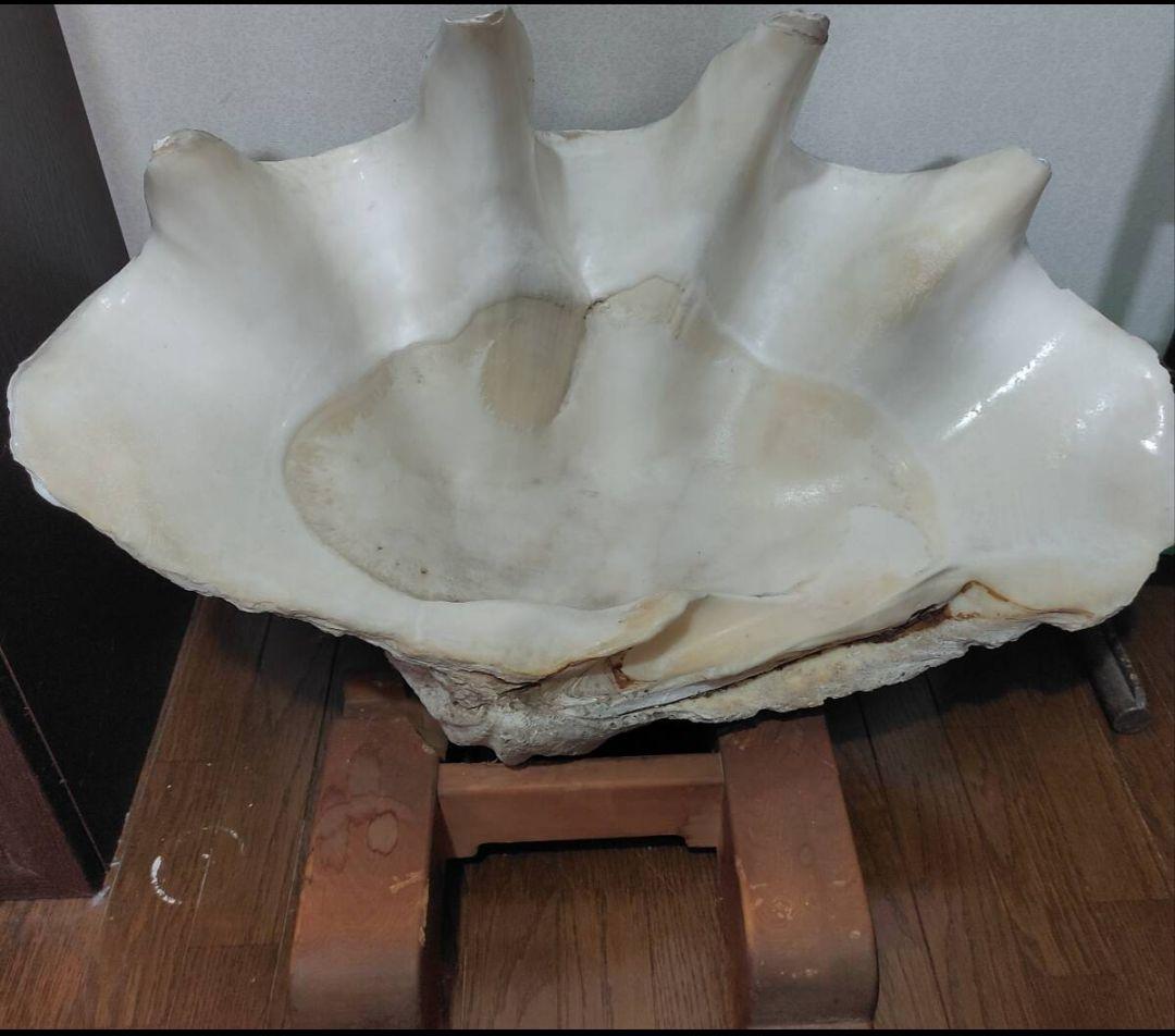 大型シャコガイ希少品種