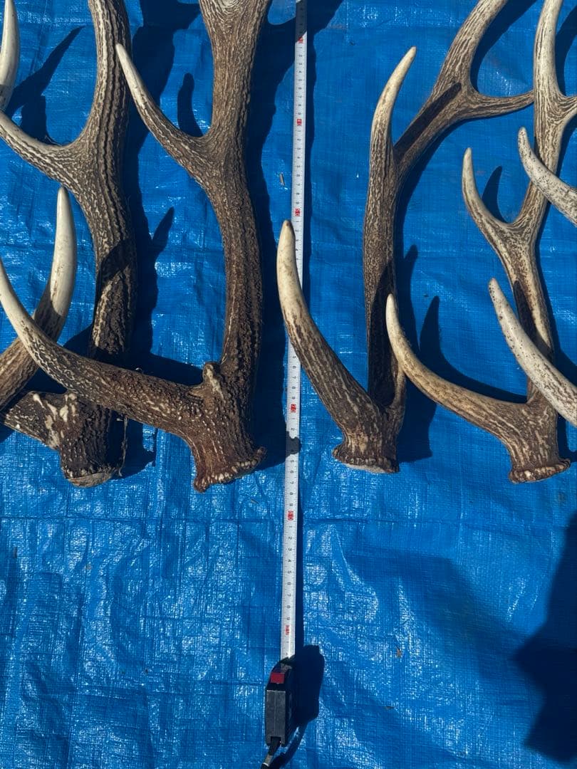 鹿の角 15本セット