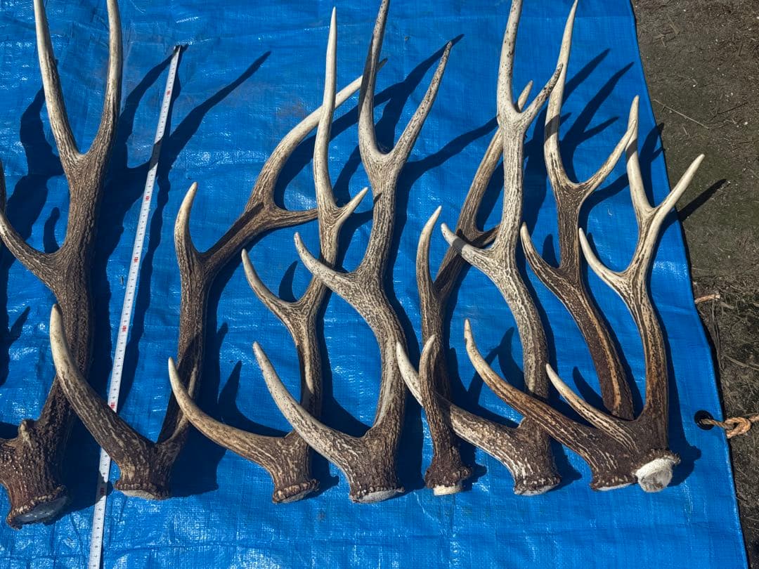 鹿の角 15本セット