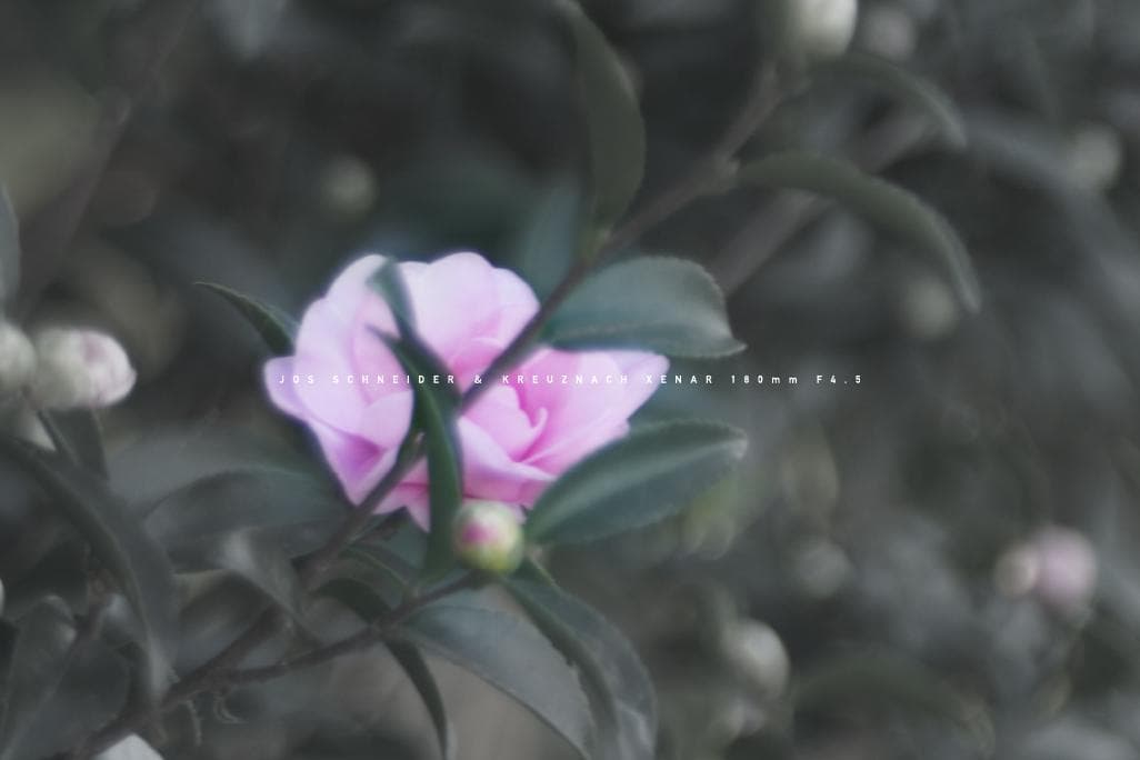 Schneider Kreuznach Xenar Ｆ4.5 M42改造