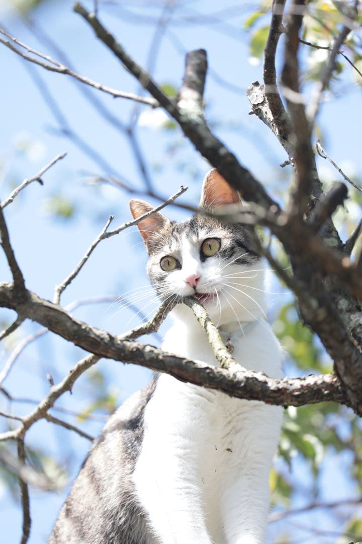 【S】おまとめ購入ページ