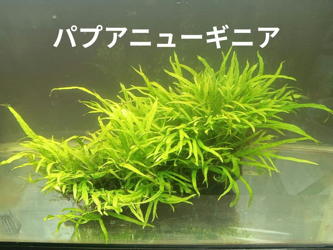 ミクロソリウムsp.パプアニューギニア　流木活着