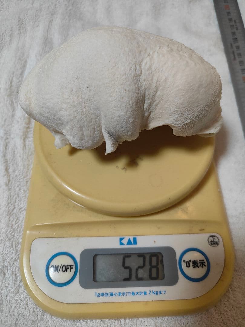 クジラの耳骨２個（ナガスクジラ）