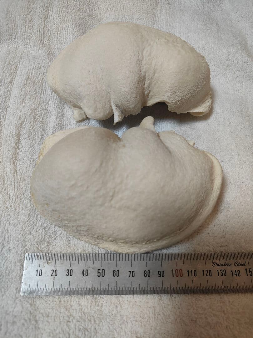 クジラの耳骨２個（ナガスクジラ）