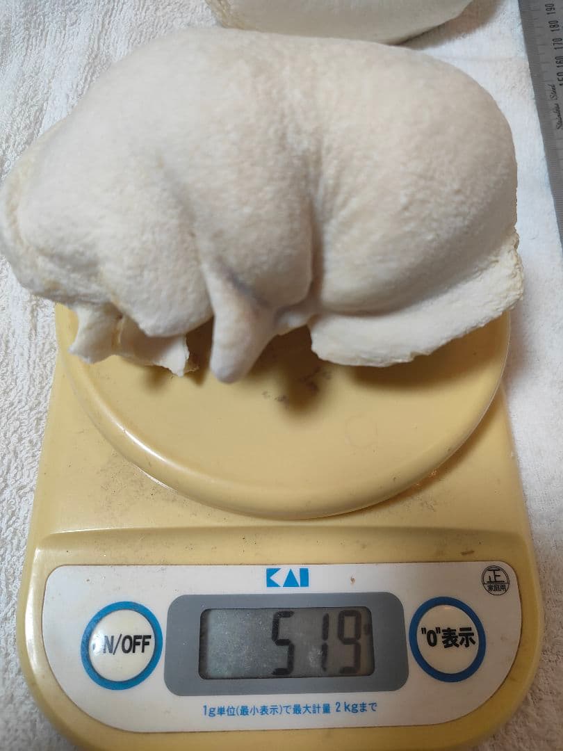 クジラの耳骨２個（ナガスクジラ）