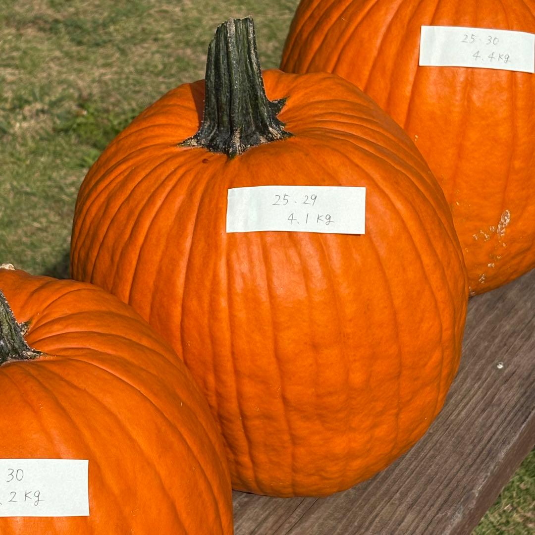 【すず】ハロウィンかぼちゃ　本物