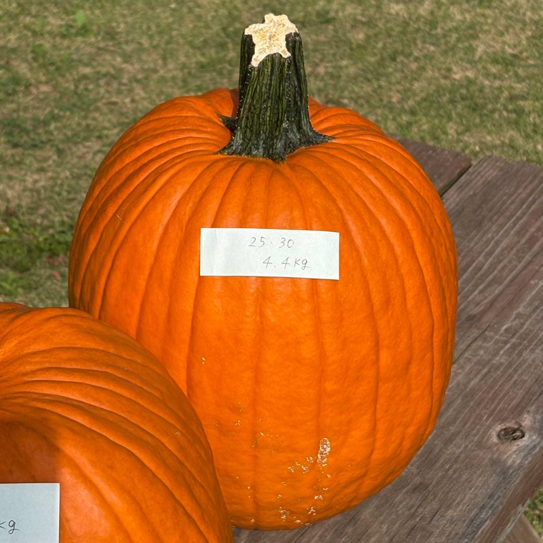 【すず】ハロウィンかぼちゃ　本物