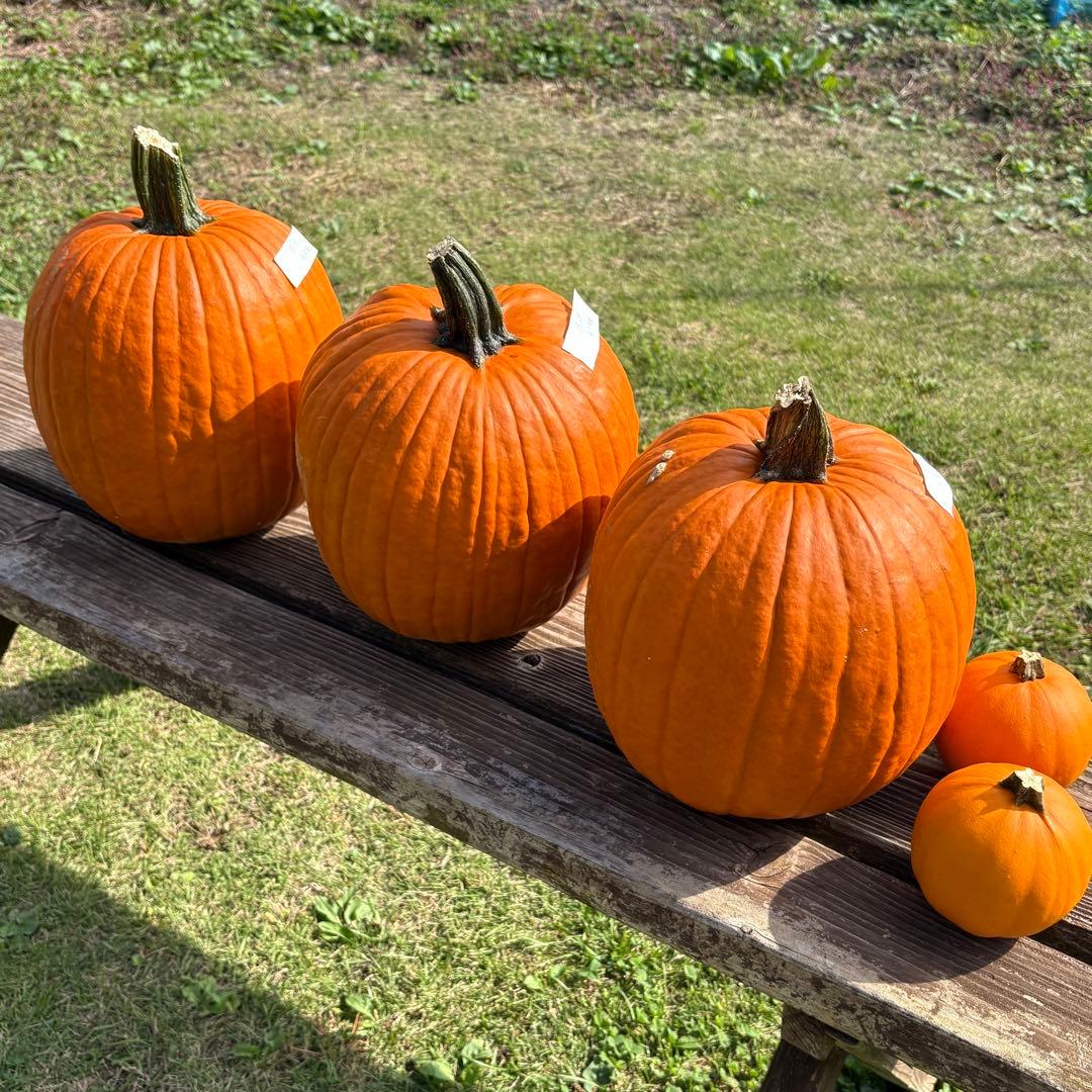 【すず】ハロウィンかぼちゃ　本物