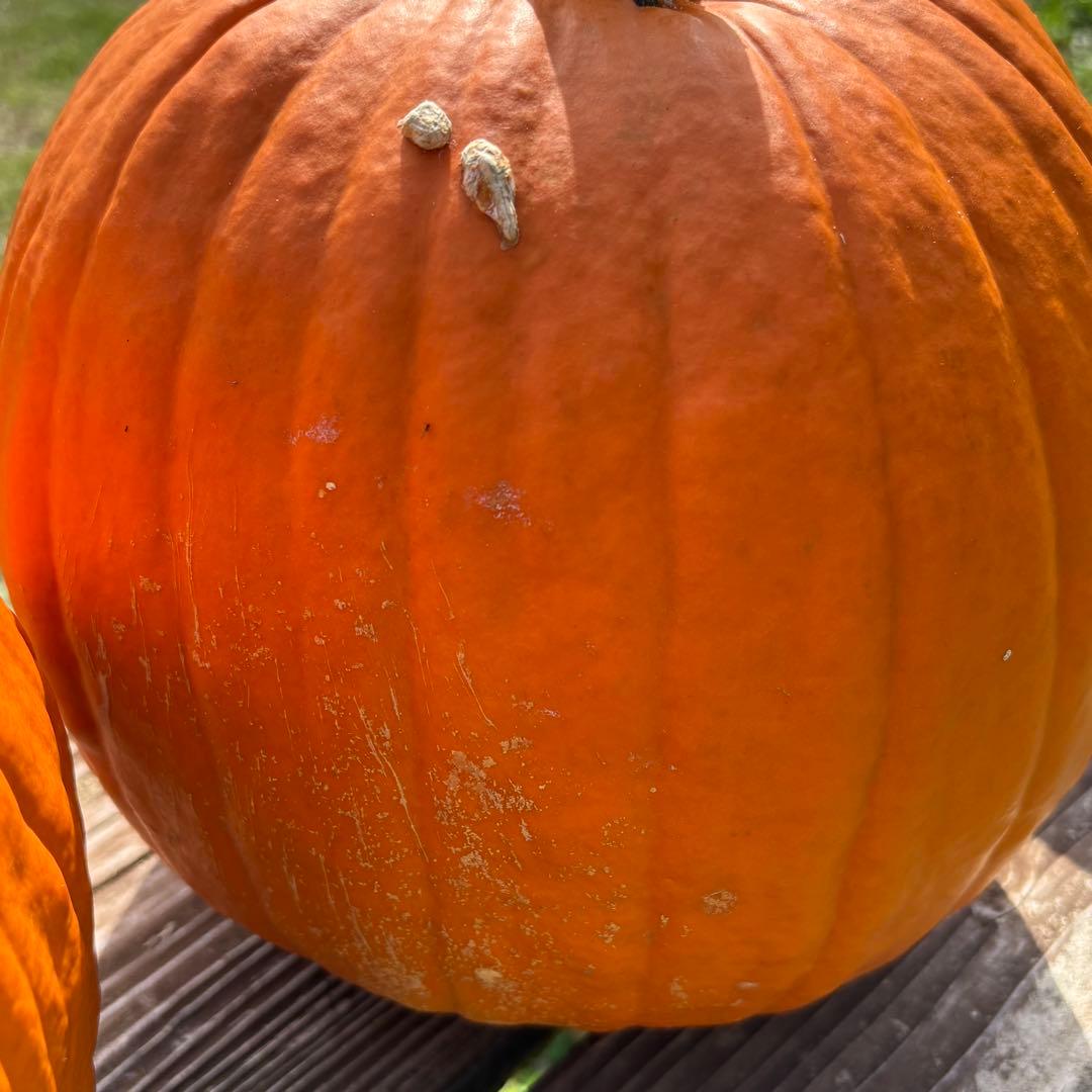 【すず】ハロウィンかぼちゃ　本物
