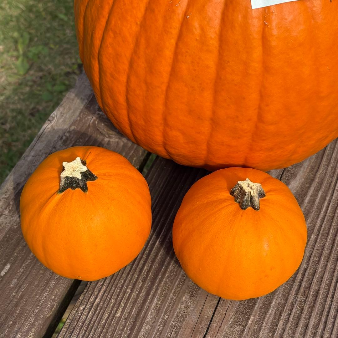 【すず】ハロウィンかぼちゃ　本物